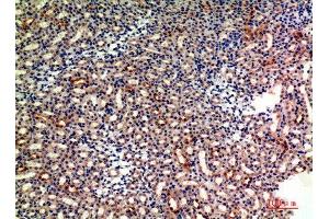 Immunohistochemistry (IHC) analysis of paraffin-embedded Mouse Kidney, antibody was diluted at 1:200. (CD235a/GYPA antibody  (Internal Region))