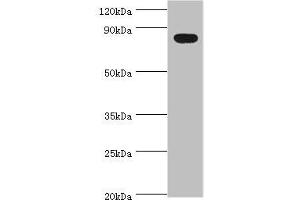 Western blot All lanes: BACH1 antibody at 2 μg/mL + Mouse thymus tissue Secondary Goat polyclonal to rabbit IgG at 1/10000 dilution Predicted band size: 82 kDa Observed band size: 82 kDa (BACH1 antibody  (AA 1-320))