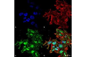 anti-ATG2 Autophagy Related 2 Homolog A (S. Cerevisiae) (ATG2A) (C-Term) antibody (Atto 390)