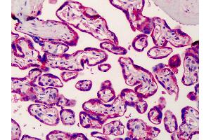 Anti-SREBP-2 antibody IHC of human placenta. (SREBF2 antibody  (AA 434-483))