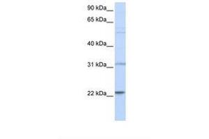 anti-Cell Division Cycle 42 (GTP Binding Protein, 25kDa) (CDC42) (AA 38-87) antibody
