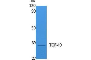 Western Blotting (WB) image for anti-Transcription Factor 19 (TCF19) (Internal Region) antibody (ABIN3187639)