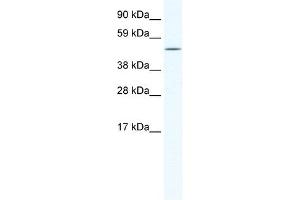 RELB antibody (20R-1183) used at 0. (RELB antibody  (N-Term))