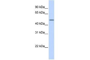 Cytokeratin 16 antibody used at 1 ug/ml to detect target protein.