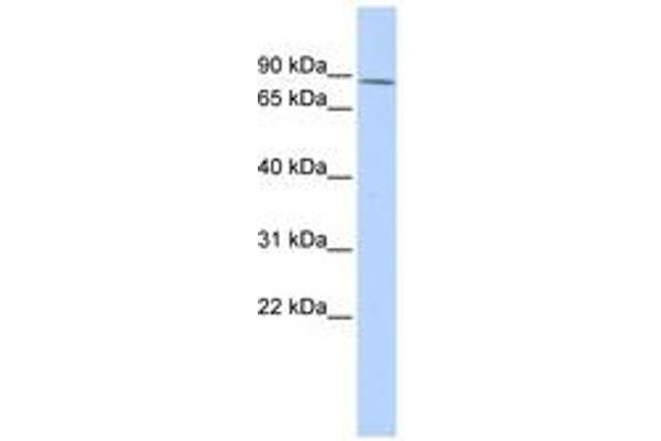 ZNF667 antibody  (AA 288-337)