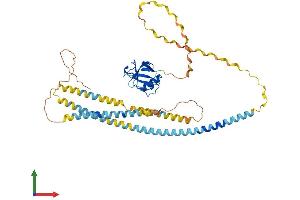 AlphaFold protein structure predicition of Mouse Recombinant Msr1 Protein, UniprotID P30204 (Macrophage Scavenger Receptor 1 Protein (MSR1) (AA 1-458) (His tag))