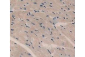 #VALUE! (HMCN1 antibody  (AA 22-153))