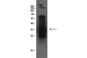 Western Blotting (WB) image for anti-Cystatin C (CST3) antibody (ABIN5956239) (CST3 antibody)