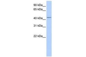 Image no. 1 for anti-TraB Domain Containing (TRABD) (AA 216-265) antibody (ABIN6743116) (TRABD antibody  (AA 216-265))