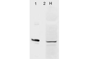 Western Blot analysis of Human HeLa cell lysates showing detection of Aha1 protein using Mouse Anti-Aha1 Monoclonal Antibody, Clone 4H9. (AHSA1 antibody  (HRP))
