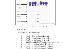Gel Scan of Apolipoprotein B, Human Plasma  This information is representative of the product ART prepares, but is not lot specific. (APOB Protein)