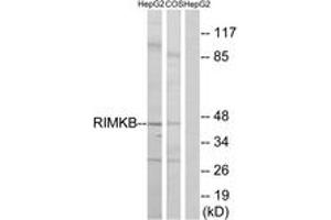 Western blot analysis of extracts from HepG2/COS cells, using RIMKB Antibody. (RIMKLB antibody  (AA 177-226))