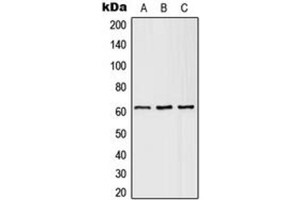 SLC43A1 antibody  (Center)