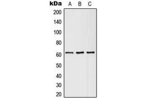 Western blot analysis of SLC43A1 expression in HEK293T (A), SP2/0 (B), H9C2 (C) whole cell lysates. (SLC43A1 antibody  (Center))