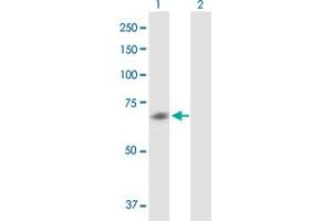 Western Blot analysis of CHRM5 expression in transfected 293T cell line by CHRM5 MaxPab polyclonal antibody. (CHRM5 antibody  (AA 1-532))
