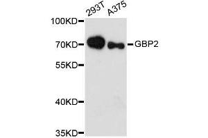 Western blot analysis of extracts of various cell lines, using GBP2 antibody. (GBP2 antibody  (AA 410-520))
