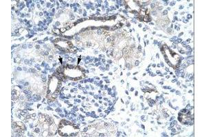 Image no. 3 for anti-EVX1 (EVX1) (AA 74-123) antibody (ABIN202451) (EVX1 antibody  (AA 74-123))