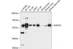 Western blot analysis of extracts of various cell lines using IMPDH1 Polyclonal Antibody at dilution of 1:1000. (IMPDH1 antibody)
