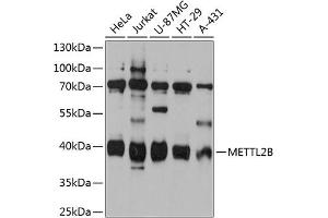 Western blot analysis of extracts of various cell lines, using METTL2B antibody (ABIN6128287, ABIN6143769, ABIN6143770 and ABIN6215654) at 1:3000 dilution. (METTL2B antibody  (AA 100-250))