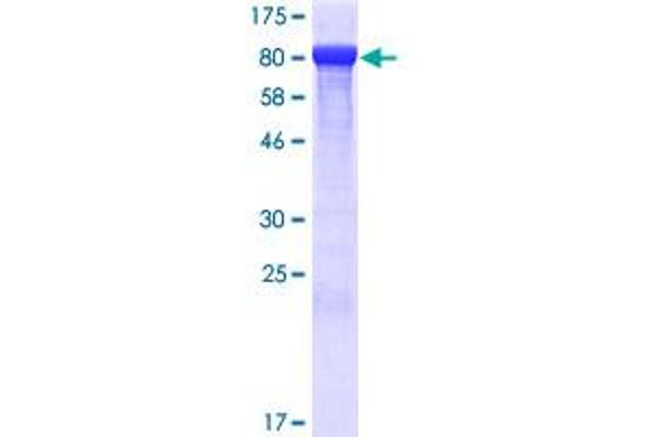 Thimet Oligopeptidase 1 Protein (THOP1) (AA 1-689) (GST tag)