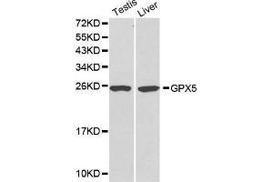 Western Blotting (WB) image for anti-Glutathione Peroxidase 5 (GPX5) (AA 1-100) antibody (ABIN3021372) (GPX5 antibody  (AA 1-100))