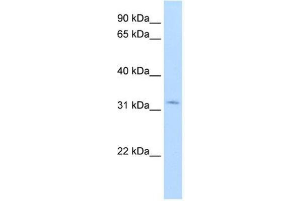 HSD17B6 antibody  (N-Term)
