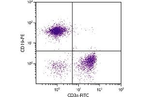 BALB/c mouse splenocytes were stained with Hamster Anti-Mouse CD3ε-FITC. (CD3 epsilon antibody  (FITC))