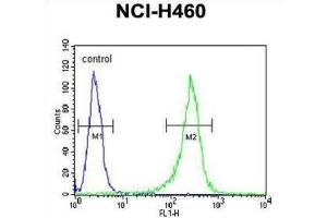 Flow Cytometry (FACS) image for anti-Glucosamine (N-Acetyl)-6-Sulfatase (GNS) antibody (ABIN3002692) (GNS antibody)
