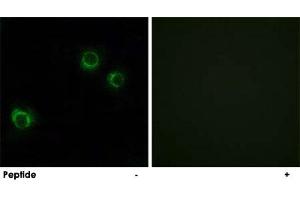 Immunofluorescence analysis of HUVEC cells, using CLDN6 polyclonal antibody .