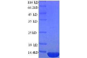 DEFB124 Protein (AA 23-71) (His tag)