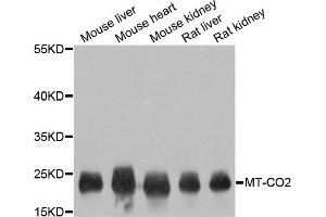 Western blot analysis of extracts of various cell lines, using MT-CO2 antibody. (COX2 antibody)