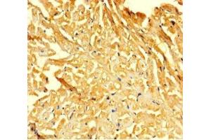 Immunohistochemistry of paraffin-embedded human heart tissue using ABIN7153046 at dilution of 1:100 (FOXG1 antibody  (AA 183-292))