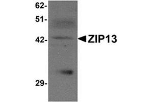 Western blot analysis of ZIP13 in K562 cell lysate with ZIP13 antibody at 1 μg/ml.