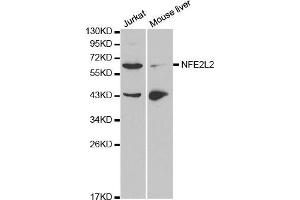 Western blot analysis of extracts of Jurkat and mouse liver cell lines, using NFE2L2 antibody. (NRF2 antibody)