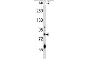 Western blot analysis in MCF-7 cell line lysates (35ug/lane). (ACRC antibody  (C-Term))
