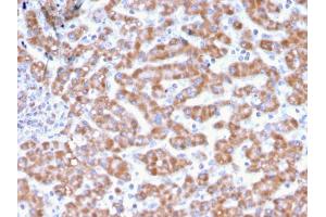 Formalin-fixed, paraffin-embedded human Liver stained with Prohibitin Mouse Monoclonal Antibody (PHB/3231).