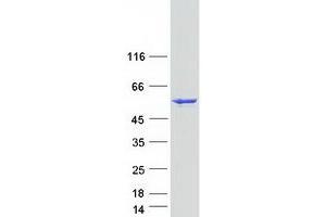 Validation with Western Blot (GLUD1 Protein (Myc-DYKDDDDK Tag))