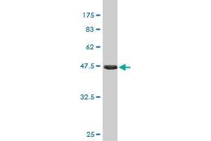 FGF21 antibody  (AA 30-209)