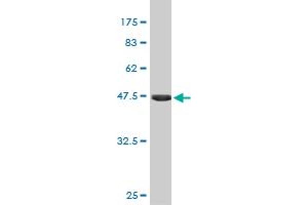 FGF21 antibody  (AA 30-209)
