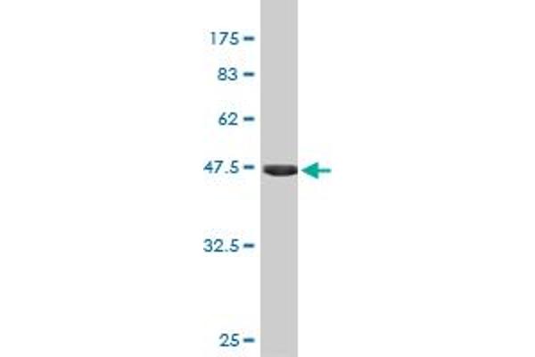 FGF21 antibody  (AA 30-209)