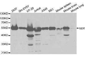 Western blot analysis of extracts of various cell lines, using GDI1 antibody (ABIN5973175) at 1/1000 dilution. (GDI1 antibody)