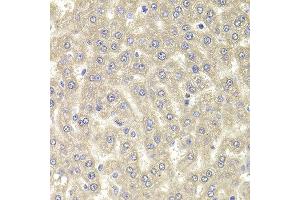 Immunohistochemistry of paraffin-embedded rat liver using RGS7 antibody at dilution of 1:100 (x400 lens).