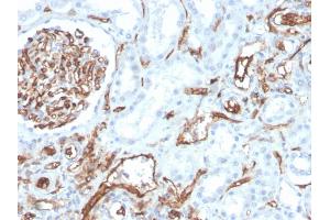 Formalin-fixed, paraffin-embedded human kidney stained with CD31 Mouse Monoclonal Antibody (PECAM1/3528). (CD31 antibody  (AA 625-738))