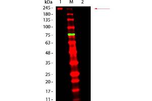 Western Blotting (WB) image for Fluorescent TrueBlot®: Anti-Mouse Ig DyLight™ 680 (ABIN6698836)