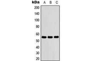 Western blot analysis of ZNF76 expression in HEK293T (A), Raw264. (ZNF76 antibody  (Center))