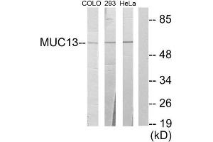 Western Blotting (WB) image for anti-Mucin 13, Cell Surface Associated (MUC13) (C-Term) antibody (ABIN1849970) (MUC13 antibody  (C-Term))