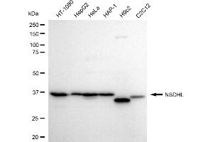 Western blotting analysis using NSDHL antibody (ABIN7799539).