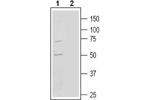 Western blot analysis of human  monocytic leukemia cell line lysate:1. (GPR97 antibody  (Extracellular))