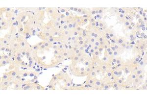 Detection of HRG in Rat Kidney Tissue using Polyclonal Antibody to Histidine Rich Glycoprotein (HRG) (HRG antibody  (AA 106-302))