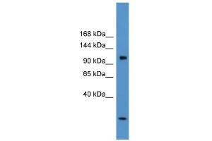 WB Suggested Anti-Clcn1 Antibody Titration:  0.